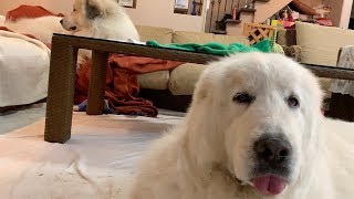 やりたい放題のアラン・ゴロン氏と冷ややかなルンルン氏　Great Pyrenees　グレートピレニーズ
