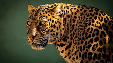 ¿Qué significado tiene el animal leopardo?