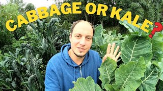Is Kale Better than Cabbage? Here's Our Top 3 Varieties Cabbage Varieties