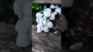 Tiny Mushrooms on the woods #shorts #2023 #camotes #camotesisland #mushroom
