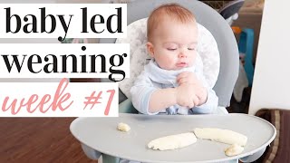 STARTING BABY LED WEANING! ESSENTIALS + WEEK 1 RECAP | KAYLA BUELL