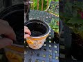 Май — время сажать бегонии на улицу #gardening #tips #diy