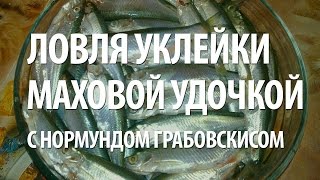 УКЛЕЙКА на МАХОВОЕ УДИЛИЩЕ. РЫБАЛКА в ГОРОДЕ с НОРМУНДОМ ГРАБОВСКИСОМ