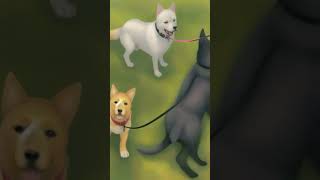 Dog on leash