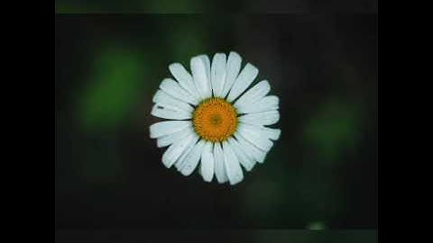 - القارئ عبدالرحمن العوسي يخطف القلوب بجمال صوته - سورة الحاقة