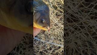 Шок! Карась-динозавр чуть не поломал фидер!!! #рыбалка #fishing #fish #карась