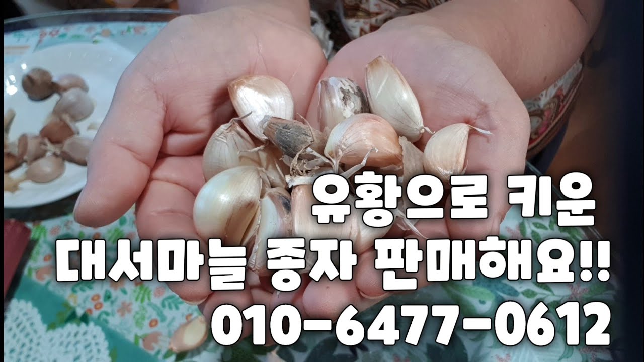 대서(스페인산)마늘 종자 10.22까지 특판해요🔊문자 주문 010-6477-0612 - You…