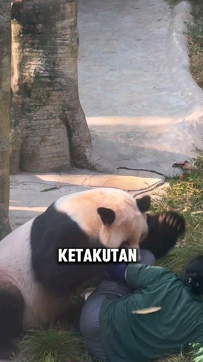 Momen panda ngamuk hingga penjaga ketakutan #halmenarik