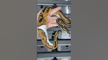 0.1 Piebald het Desert Ghost #piebaldballpython #ballpythonbreeder #piedballpython #ballpython