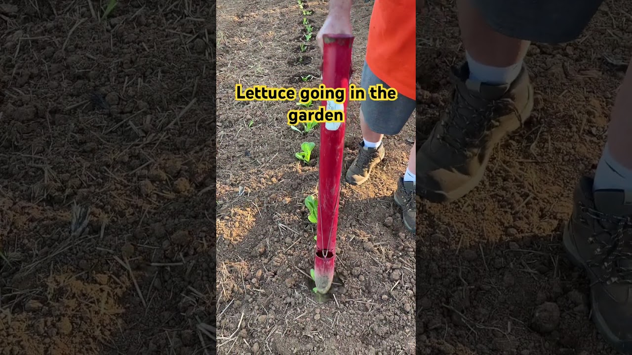 Planting Lettuce on a Small Farm is EASY