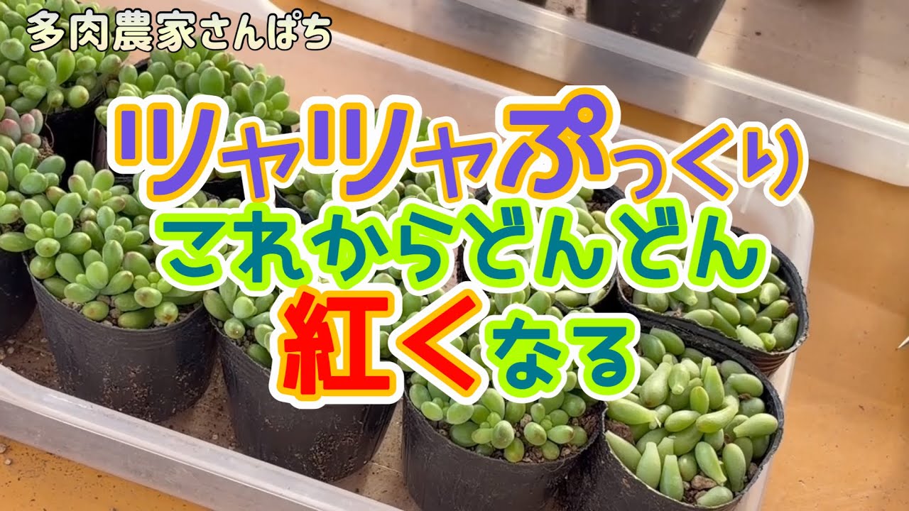 Succulents] Shiny and Plump! Turning Even Redder from Here on Out