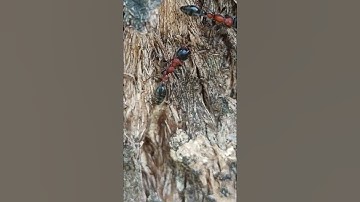 Uncovering the Secret Life of the King of Ants!