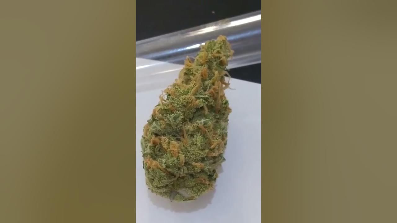 Veganic Amnesia Hypro (core cut) flower shots YouTube