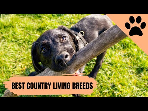 Video: Sex bästa hundraser för en liten gårdsgård