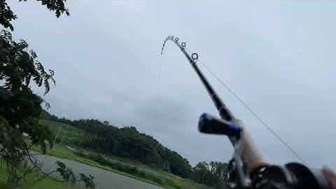 Vào mùa câu cá lóc ở HÀN QUỐC