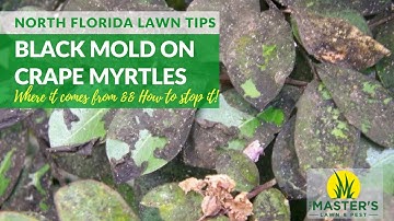 How do I control black mold and aphids on my Crape Myrtles?