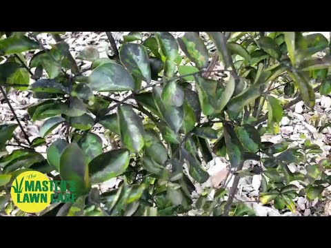 Video: Apa Itu Crepe Myrtle Blight - Tips Mengobati Penyakit Hawar Pada Pohon Crepe Myrtle