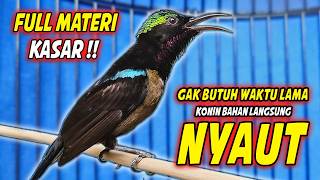 Pancingan Kolibri Ninja Gacor  Isian Roll Tembak   Cocok Untuk Terapi Konin Agar Rajin Bunyi