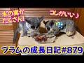 【木の実たくさんのおやつタイム】Bushbaby Plum&#39;s Growth Diary ショウガラゴ プラムの成長日記