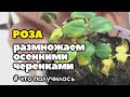 #2 Укореняем розы из осенних черенков | Что получилось