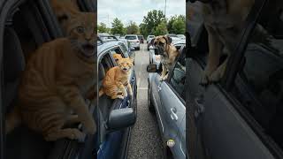 My Cat Tried to Fight the Dog in the Next Car 😂🐱🐶 #shorts