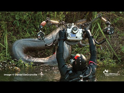 Anacondas in Brazil Adventure