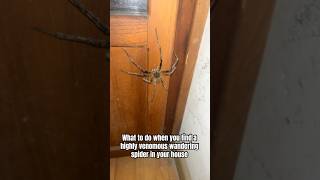 This Wandering Spider Was Very Calm And Cooperative