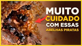 Quais são os principais inimigos das abelhas?