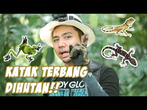 Video: Katak Taman - Cara Menjemput Katak Ke Kawasan Taman