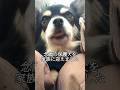 夫婦で地方移住して家買って保護犬迎えました… #vlog #地方移住 #保護犬 #diy #愛犬との暮らし