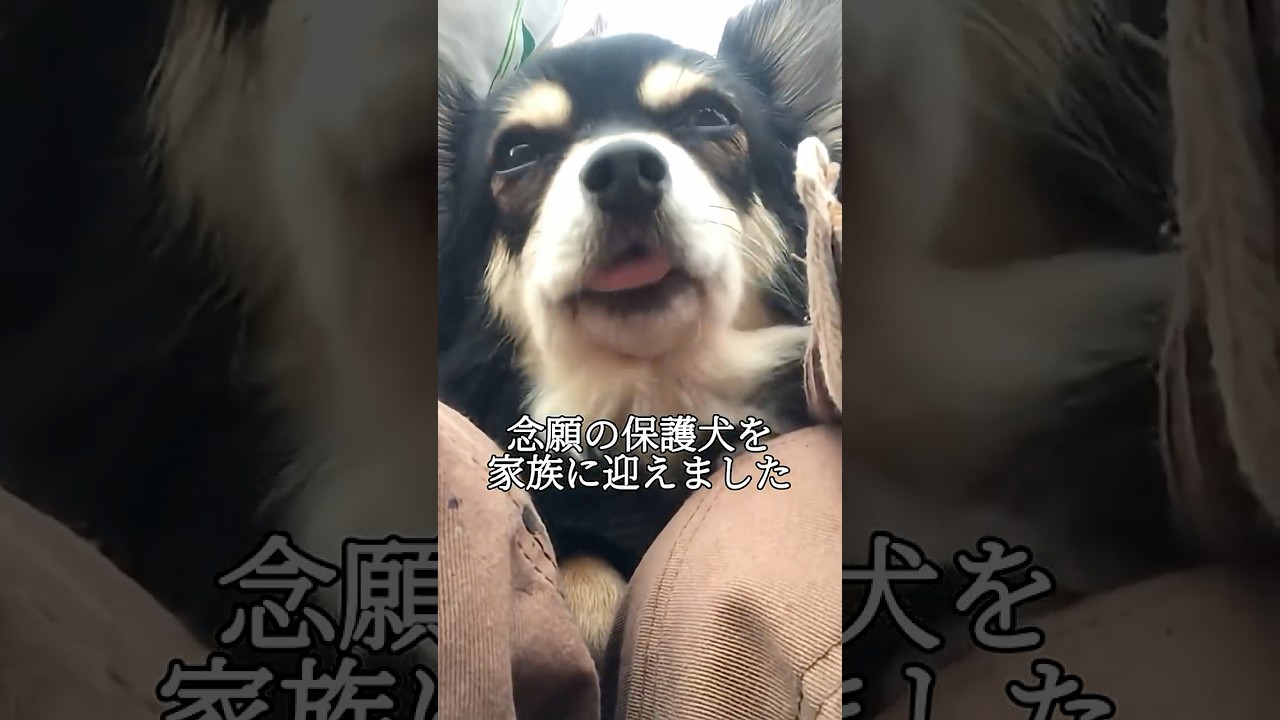 夫婦で地方移住して家買って保護犬迎えました… #vlog #地方移住 #保護犬 #diy #愛犬との暮らし