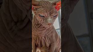 The Enigmatic World of Sphynx Cats🐱😍 #animal adventures #shorts #shortvideo