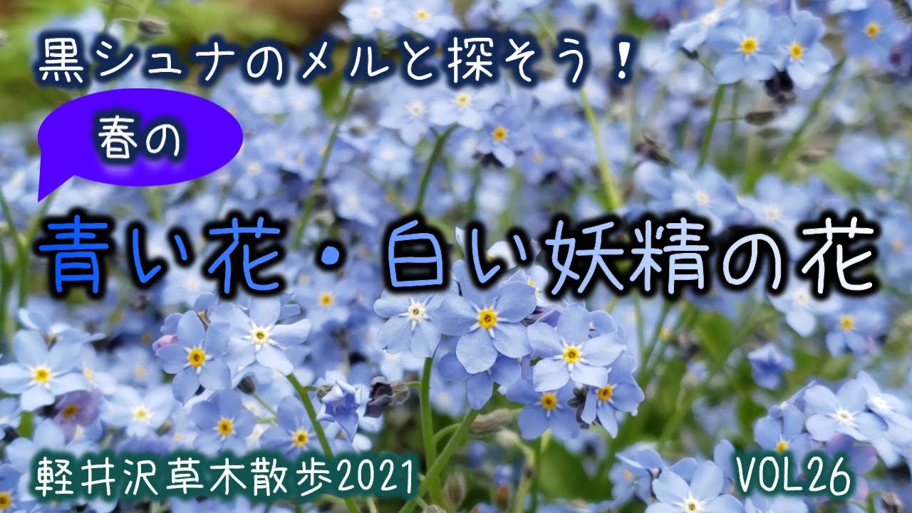 梅雨入り前に軽井沢の涼やかな青い花と白い妖精の花達を黒シュナのメルと探そう クラシック音楽をbgmに野鳥の声に癒されながら植物の生態などをお散歩気分でお楽しみください ドローン画像の浅間山も必見です Youtube