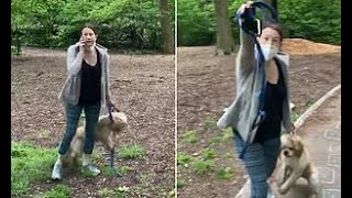 A black man bird-watching in central park asked white woman to leash
her dog. she called the cops.