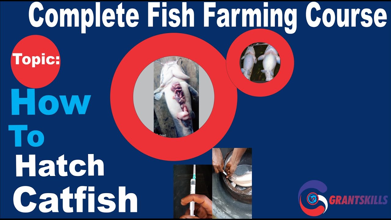 Complete catfish hatchery process (2) the best method I episode 8 - YouTube