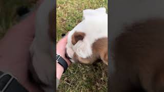 Whyd You Put This Thing Around My Neck