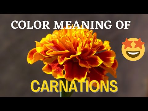 What Do the Colors of Carnation Flowers Symbolize? | Carnation Flowers Colors Meaning