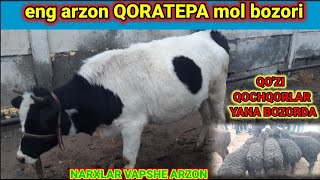 Qoratepa mol🐄 bozori bugungi narxlari💵 bilan tanishing