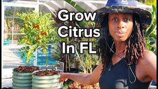 Why I Dont Plant Citrus In The Ground In Florida