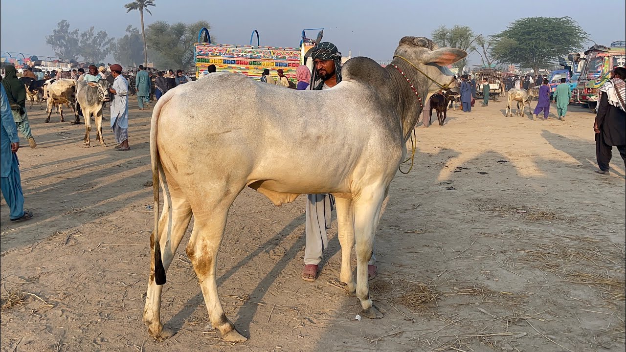 کوٹ چھٹا منڈی مے ریٹ آسمانوں کو چھونے لگے اتنا زیادہ ریٹ سن کے مے حران ٹاپ کوالٹی داجلی بچھڑے 5/2/26
