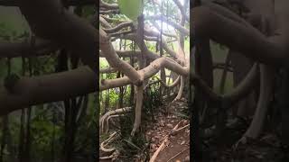 Koko Crater botanical garden