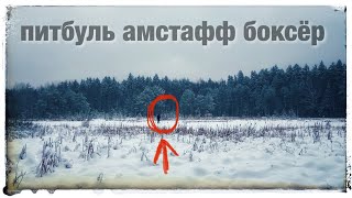 Питбуль Амстафф и Боксёр Тайсон