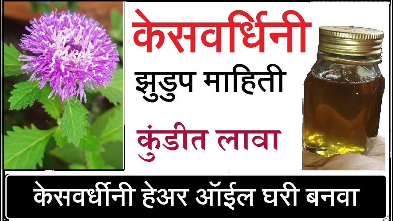 Kesavardhini केसवर्धिनी plant information and hair oil making keshvardhini hair oil YouTube