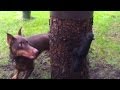 Doberman Outsmarted By Squirrel