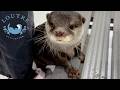 Something Went VERY Wrong with This Otter!