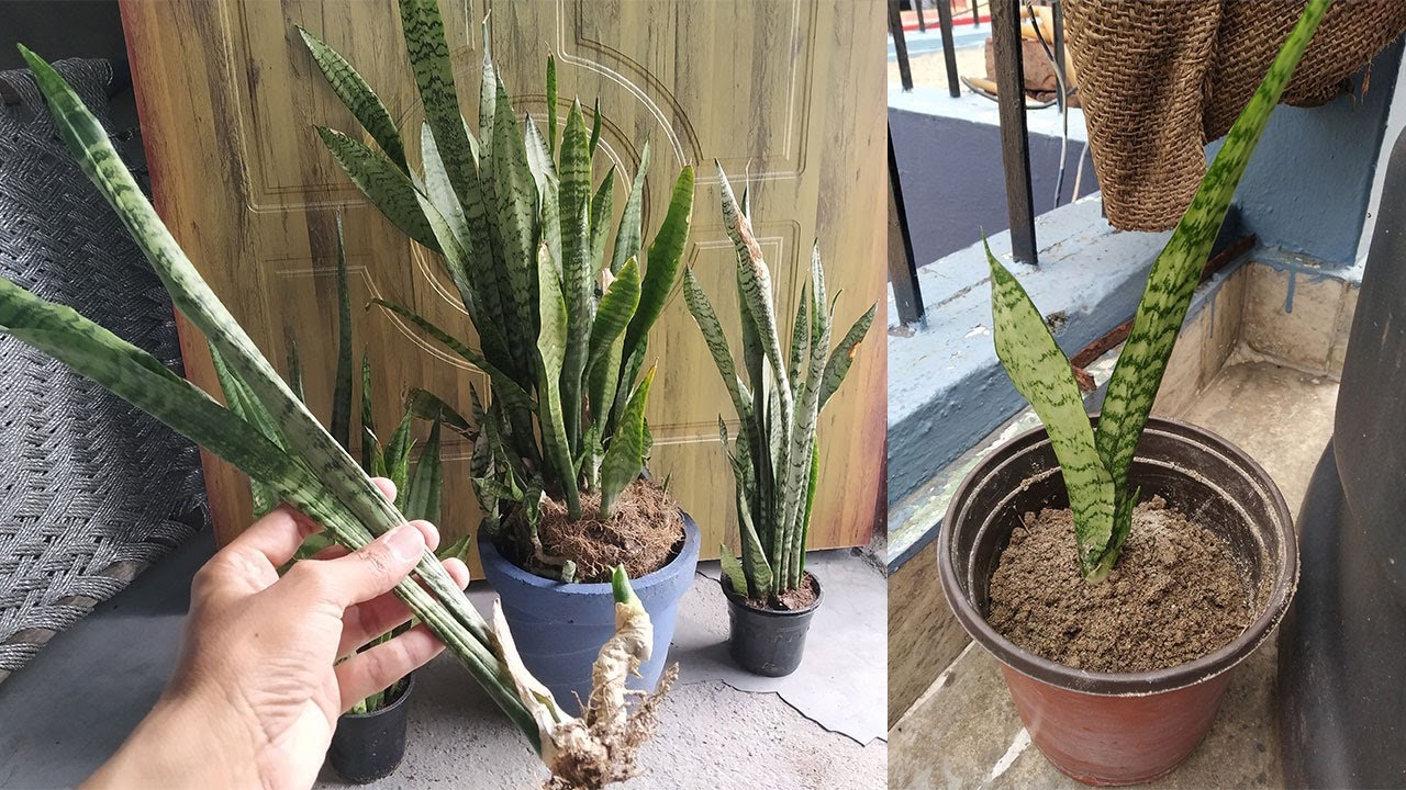 propagating-snake-plant-how-to-propagate-snake-plant-sansevieria