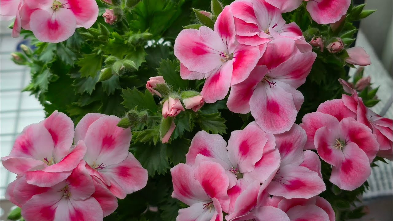 리갈이가~~~😭시집간데요....#하루위로 