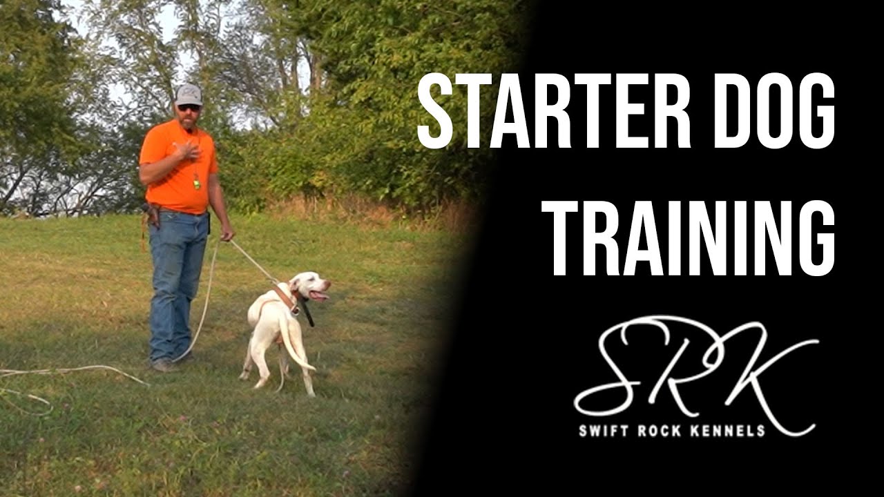 bird-dog-training-starter-dog-program-part-3-bonus-footage-swift