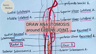 Anastomosis around Elbow Joint | Easy to Draw & Understand