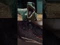 Blue Vs The Big One Jurassic Park World Velociraptors Battleshorts Trending Battle Part One 